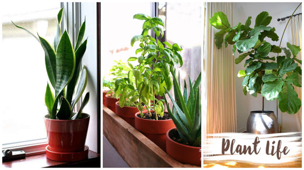 Decorating with Natural Elements Plant Life